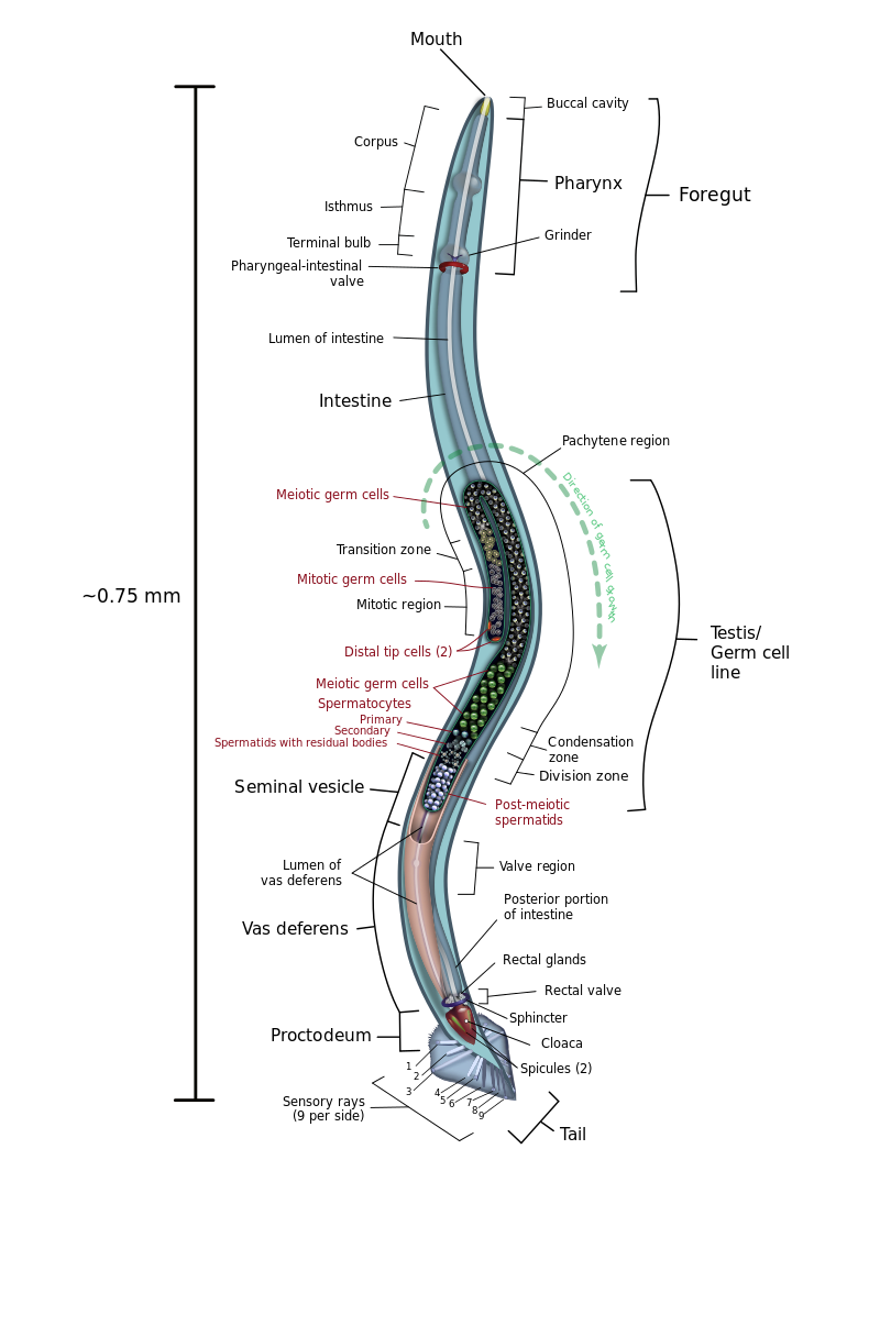Diagrama anatomică a unui Caenorhabditis elegans (mascul), cu accept pe sistemul de reproducere. Acest vierme este, de fapt, transparent